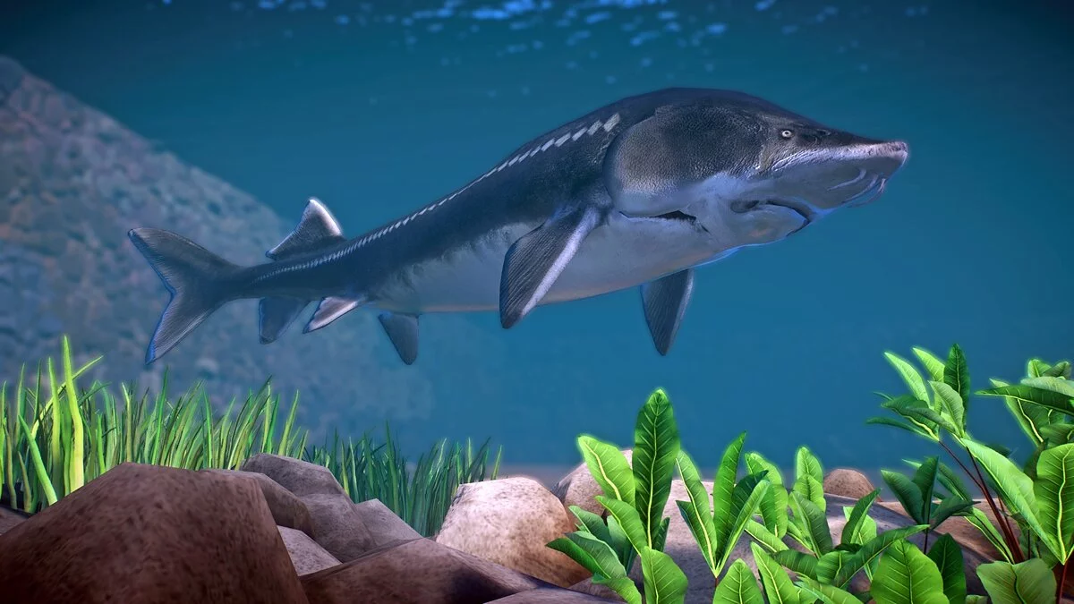 Planet Zoo — Калуга – нові види