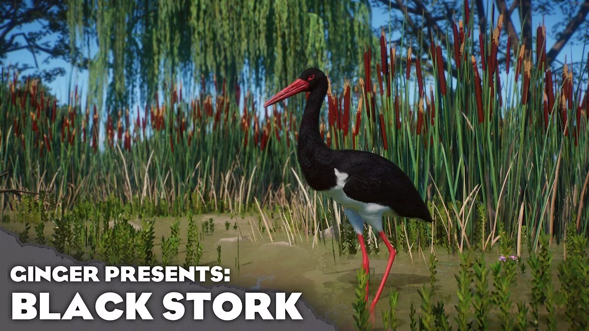 Planet Zoo — New species - black stork