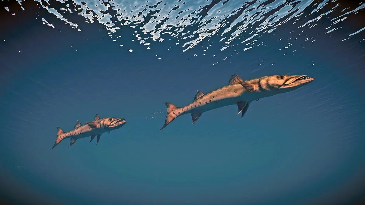 Planet Zoo — Большая барракуда - новые виды