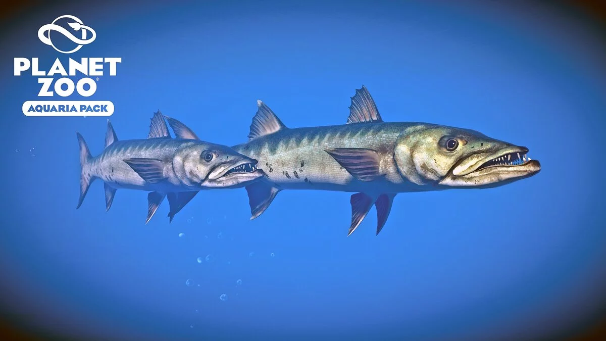 Planet Zoo — Great barracuda - new species