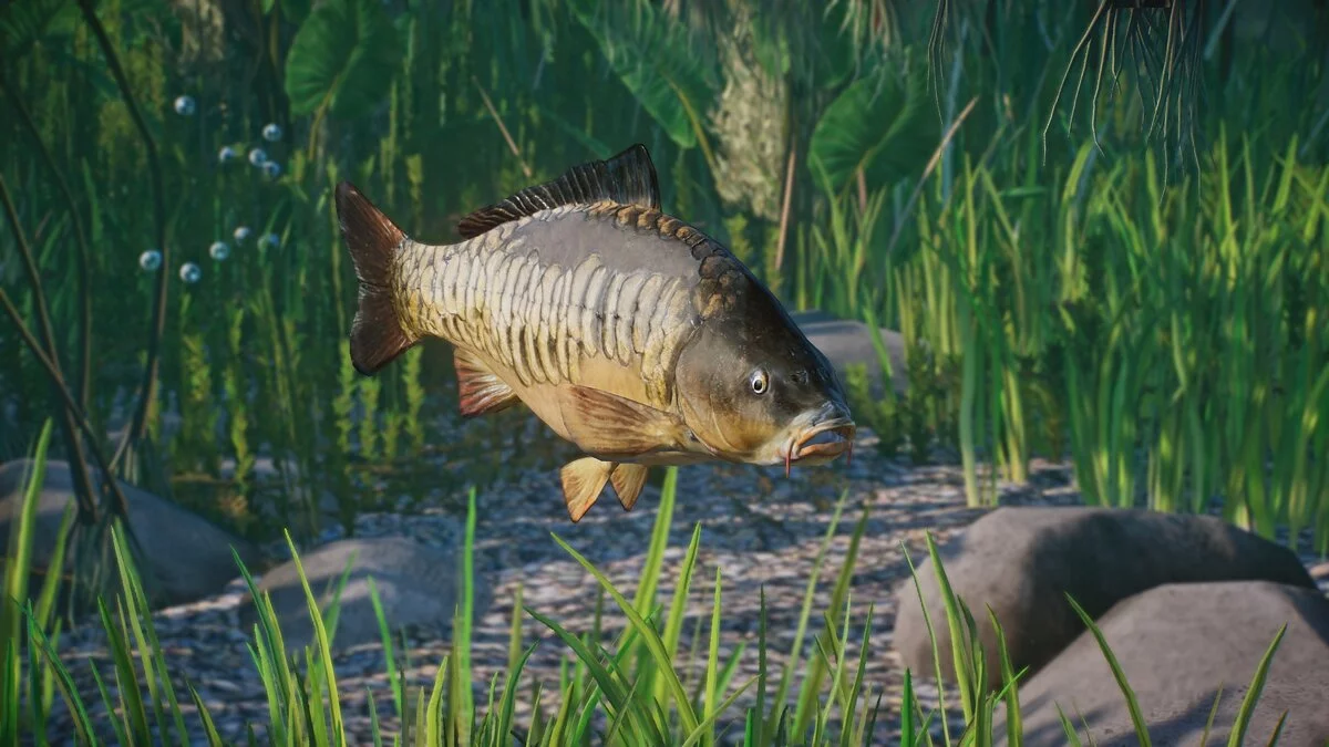 Planet Zoo — Mirror carp - new species