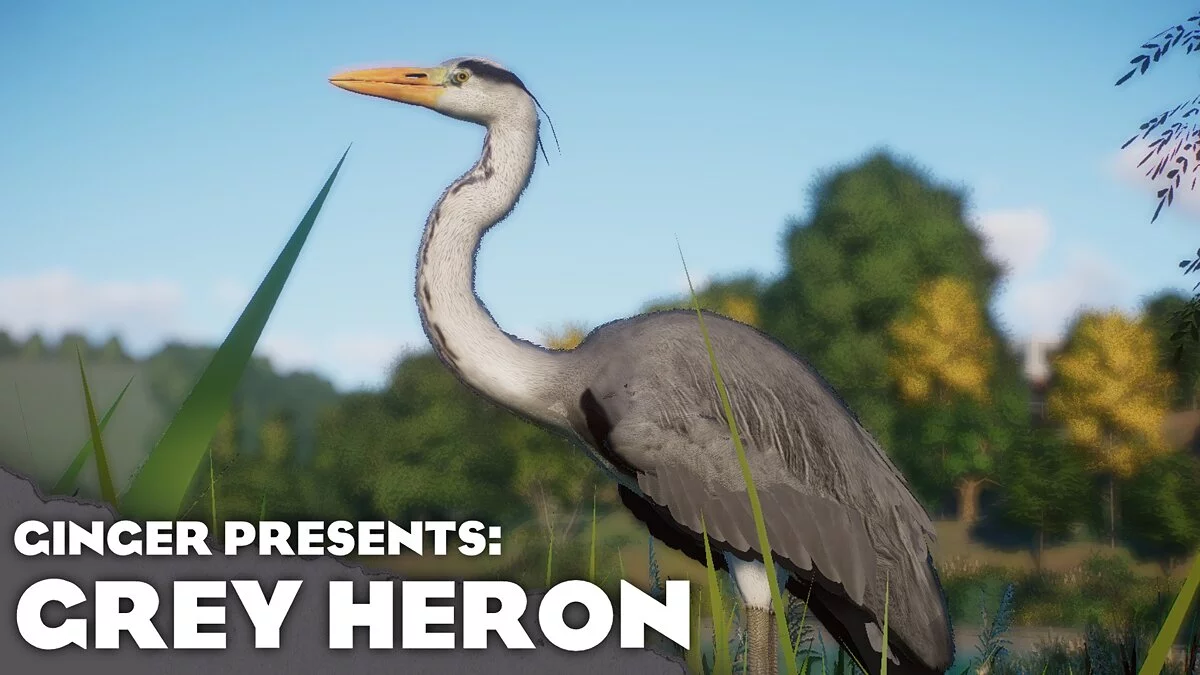 Planet Zoo — New species - gray heron