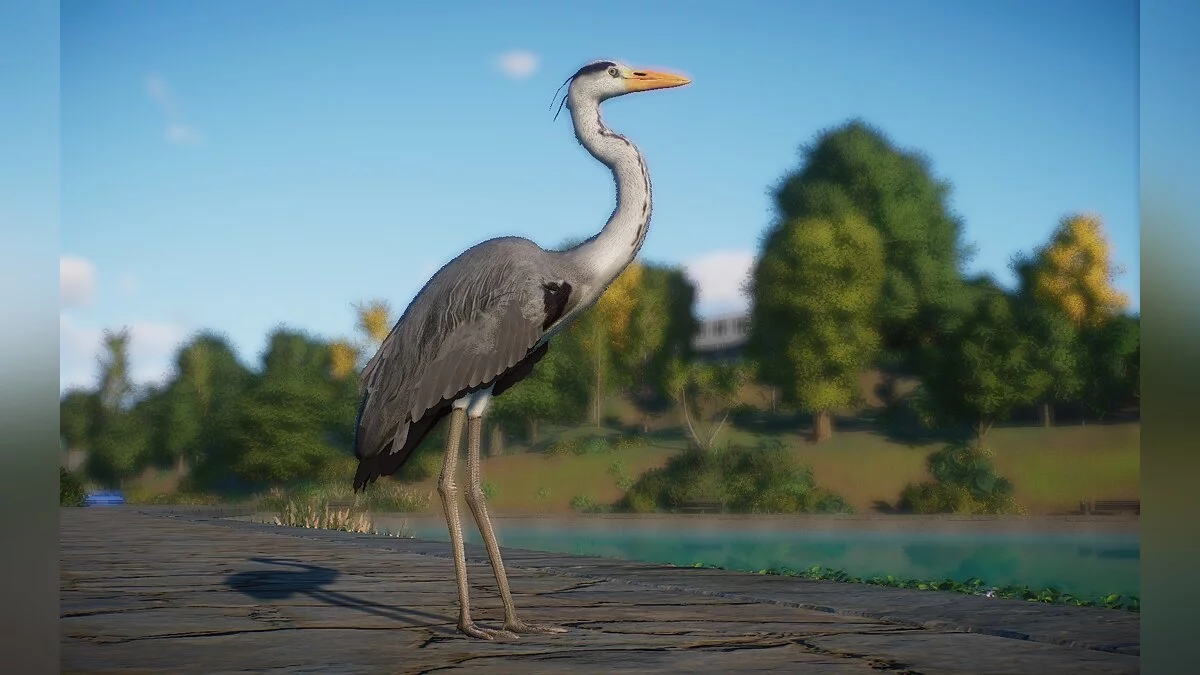 Planet Zoo — Nova vrsta - siva čaplja