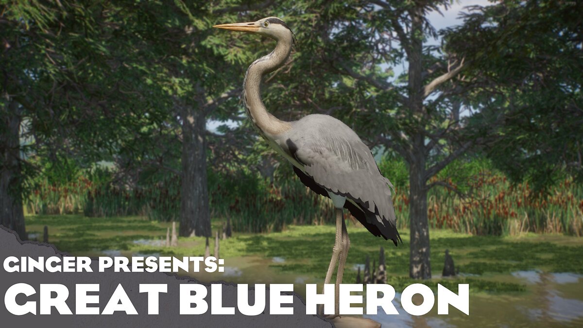 Planet Zoo — New Species - Great Blue Heron