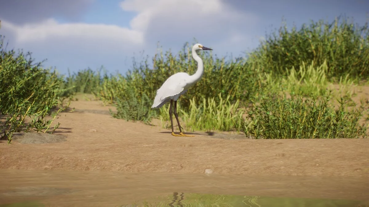 Planet Zoo — Nova vrsta - snežna čaplja