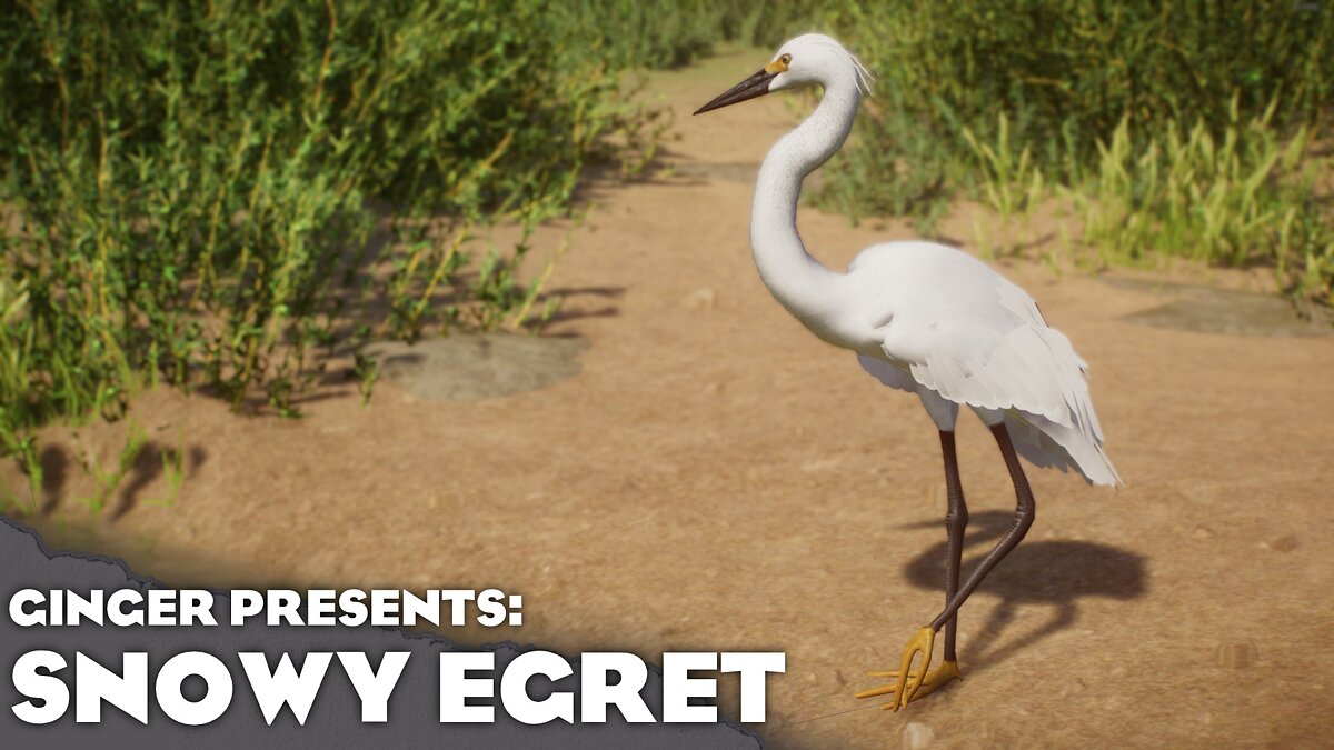 Planet Zoo — New species - snowy egret