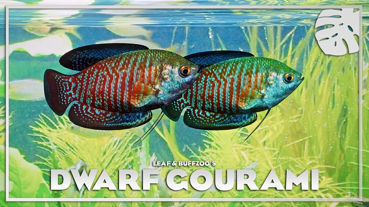 Planet Zoo — Dwarf gourami - new species