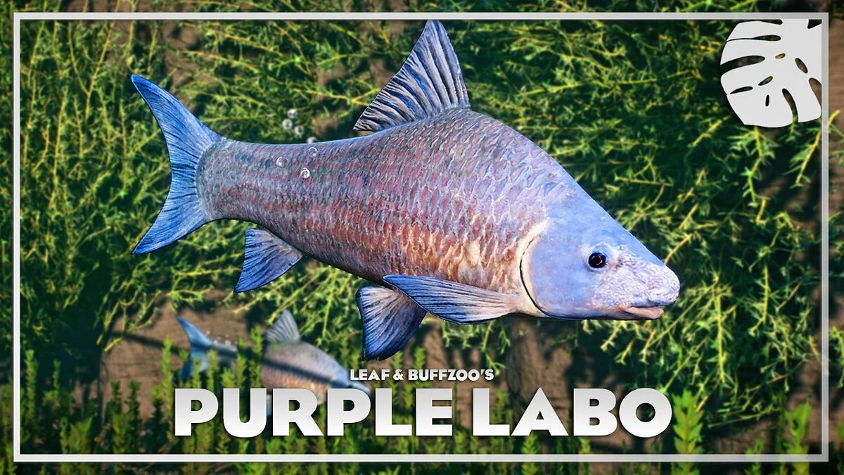 Planet Zoo — Labeo morado - nueva especie