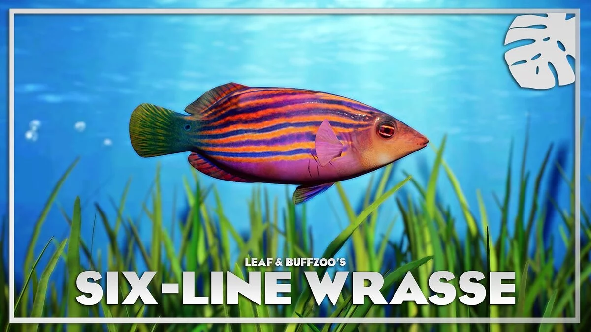 Planet Zoo — Six-lined wrasse - new species