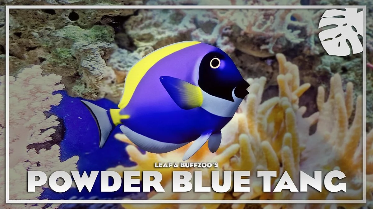 Planet Zoo — Powder blue tang - new species