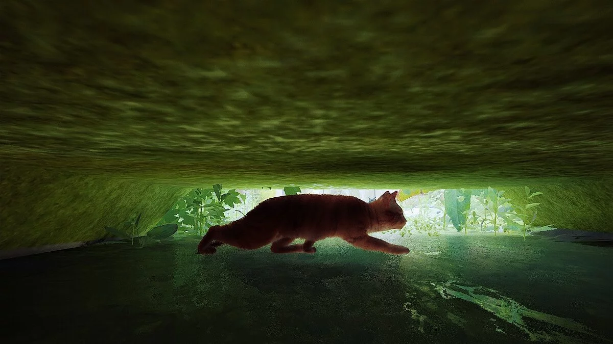 Stray — Природний відтінок