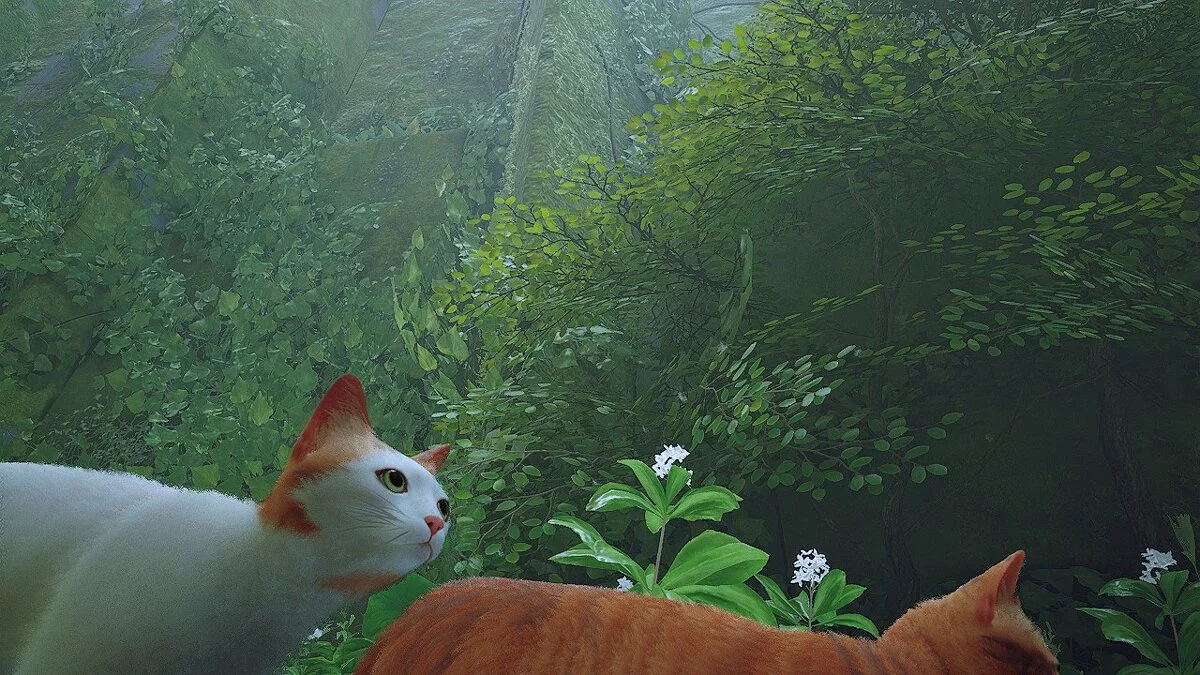 Stray — Природний відтінок