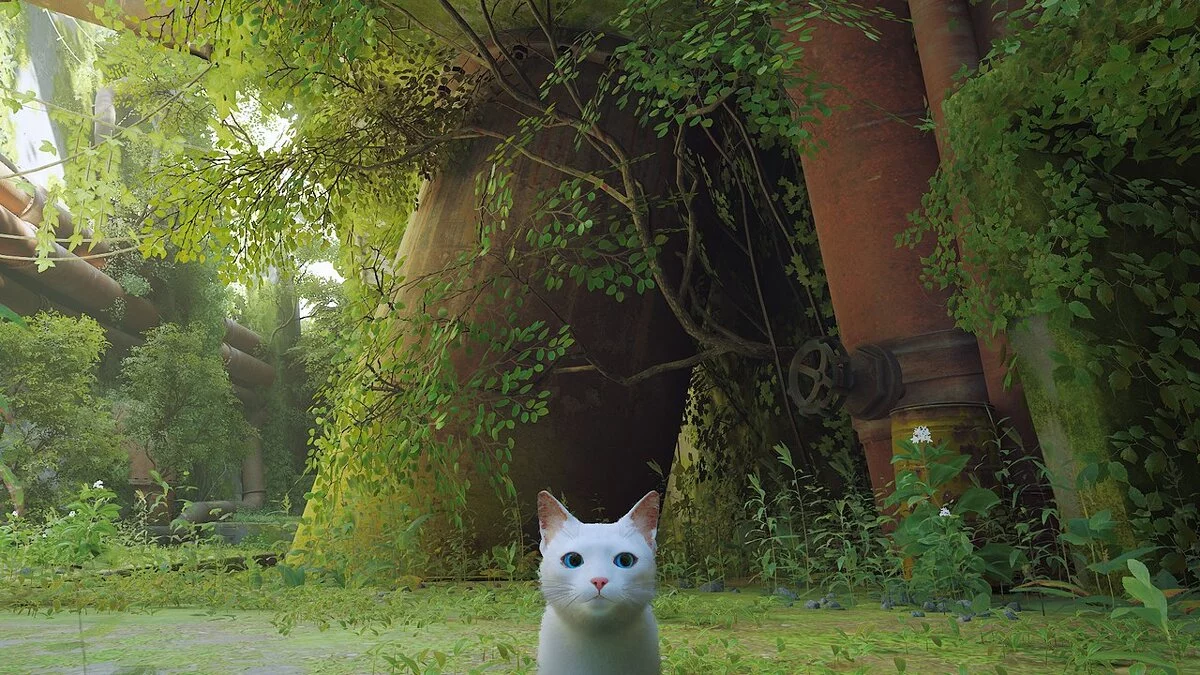 Stray — Gato blanco con ojos azules.