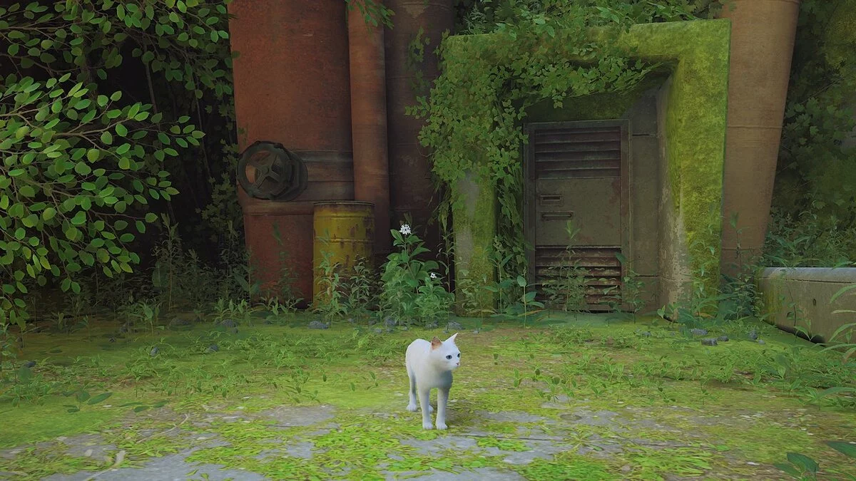 Stray — Gato blanco con ojos azules.