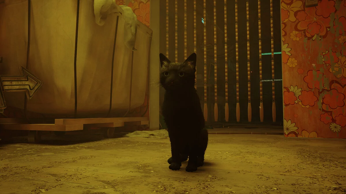 Stray — Чорний кіт з чорними вусами та блакитними очима