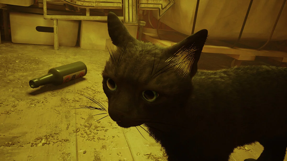 Stray — Чорний кіт з чорними вусами та блакитними очима