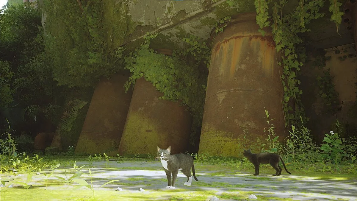 Stray — Чорний кіт з білою грудкою