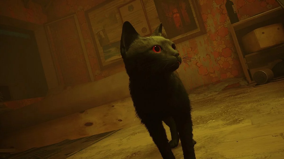 Stray — Black cat with red eyes