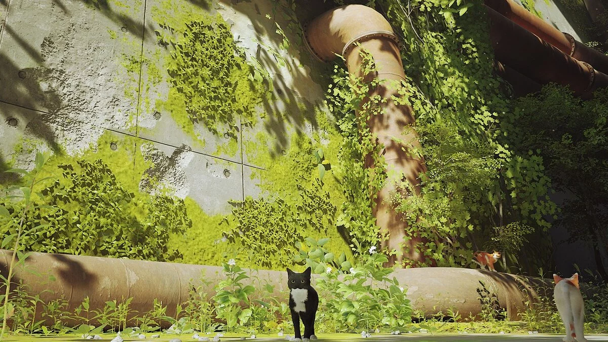 Stray — Чорний кіт з білими плямами