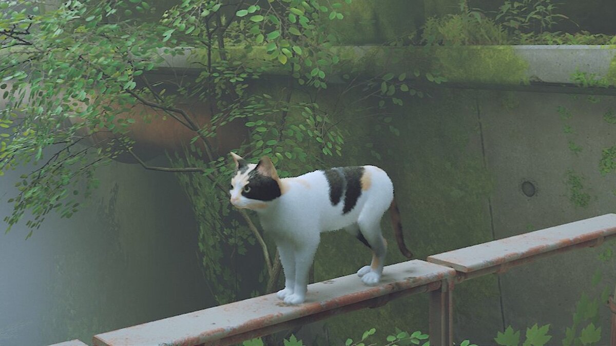 Stray — calico cat