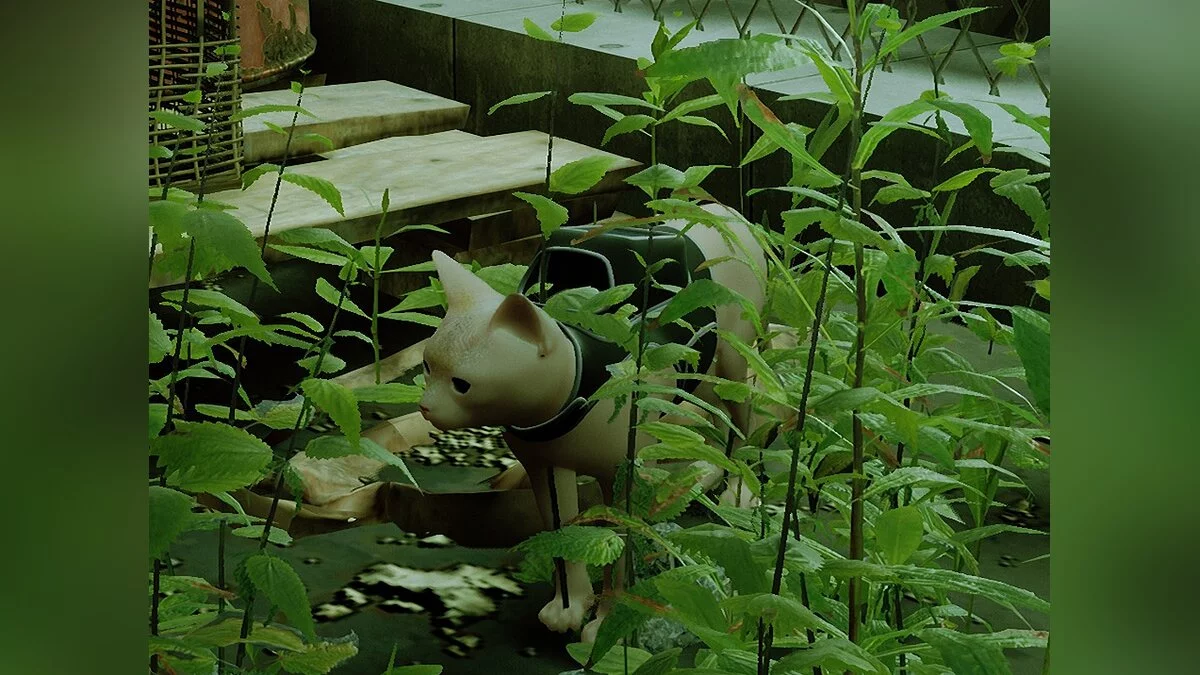 Stray — Кіт-сфінкс