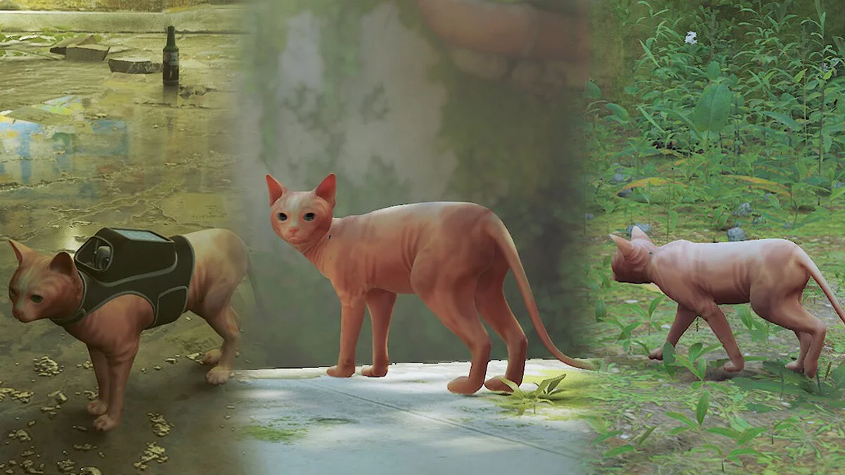 Stray — Sphinx cat