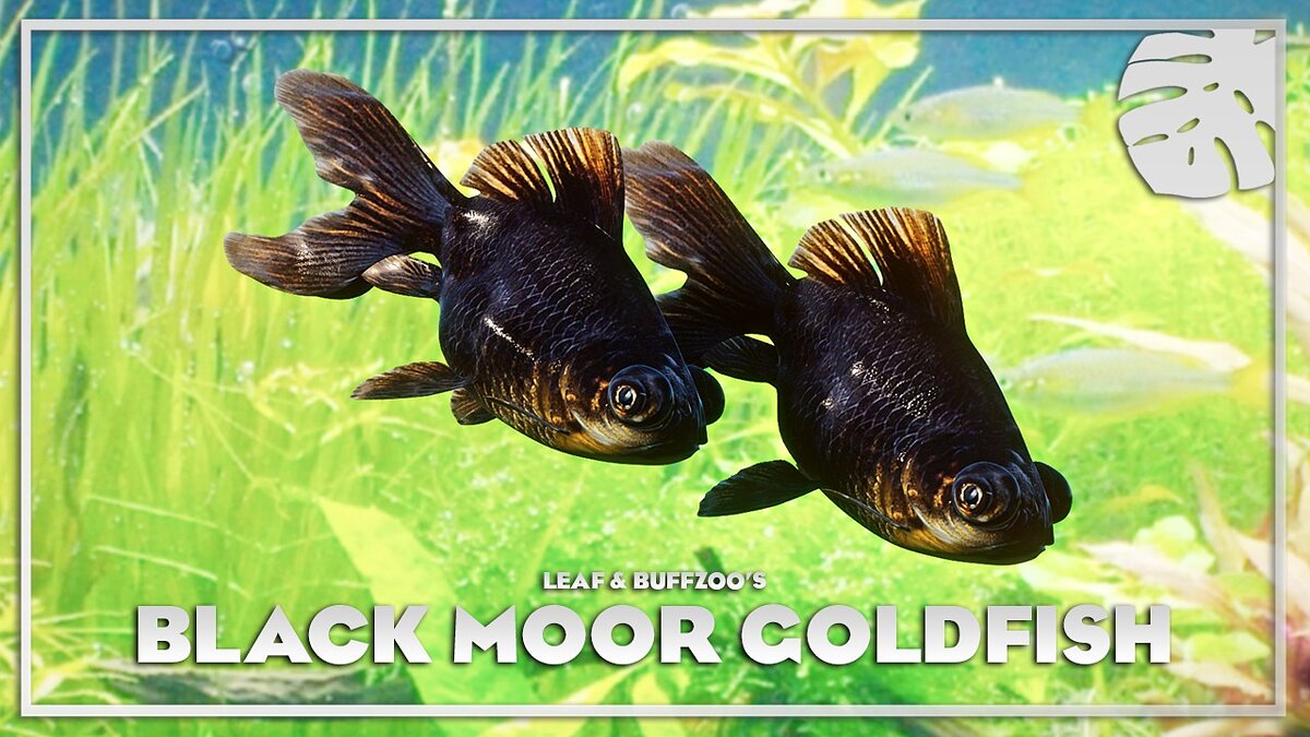 Planet Zoo — Black Moor goldfish - new species