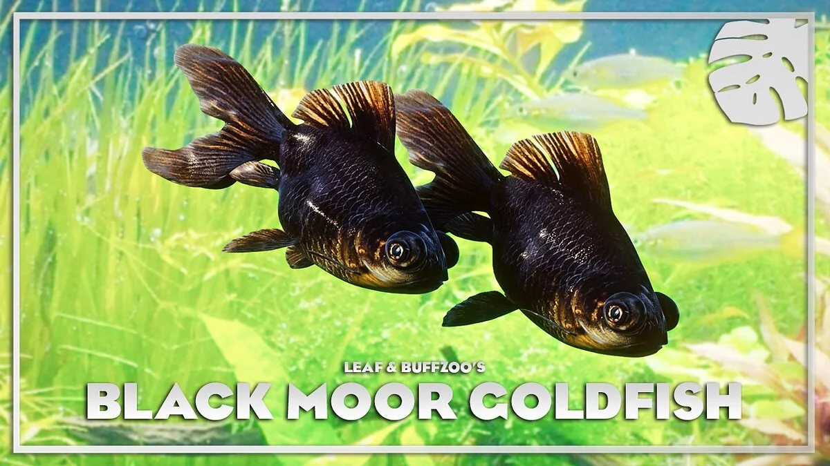 Planet Zoo — Pez dorado Black Moor - nueva especie