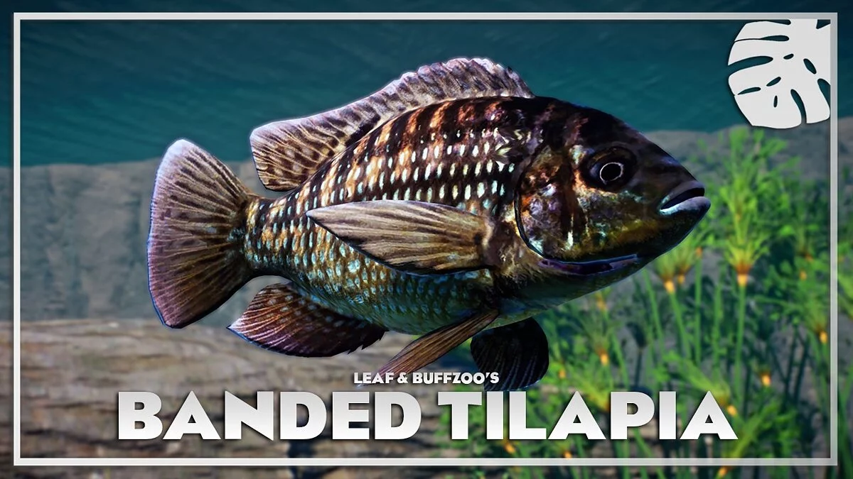 Planet Zoo — Striped tilapia - new species