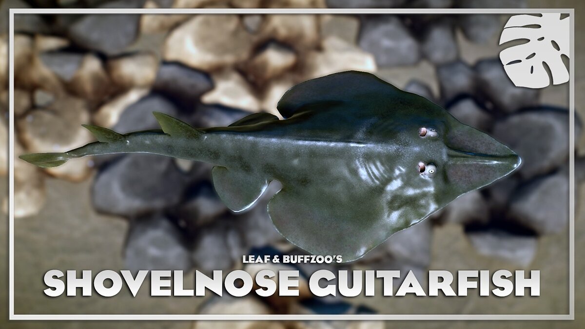 Planet Zoo — Shovelnose guitarfish - new species