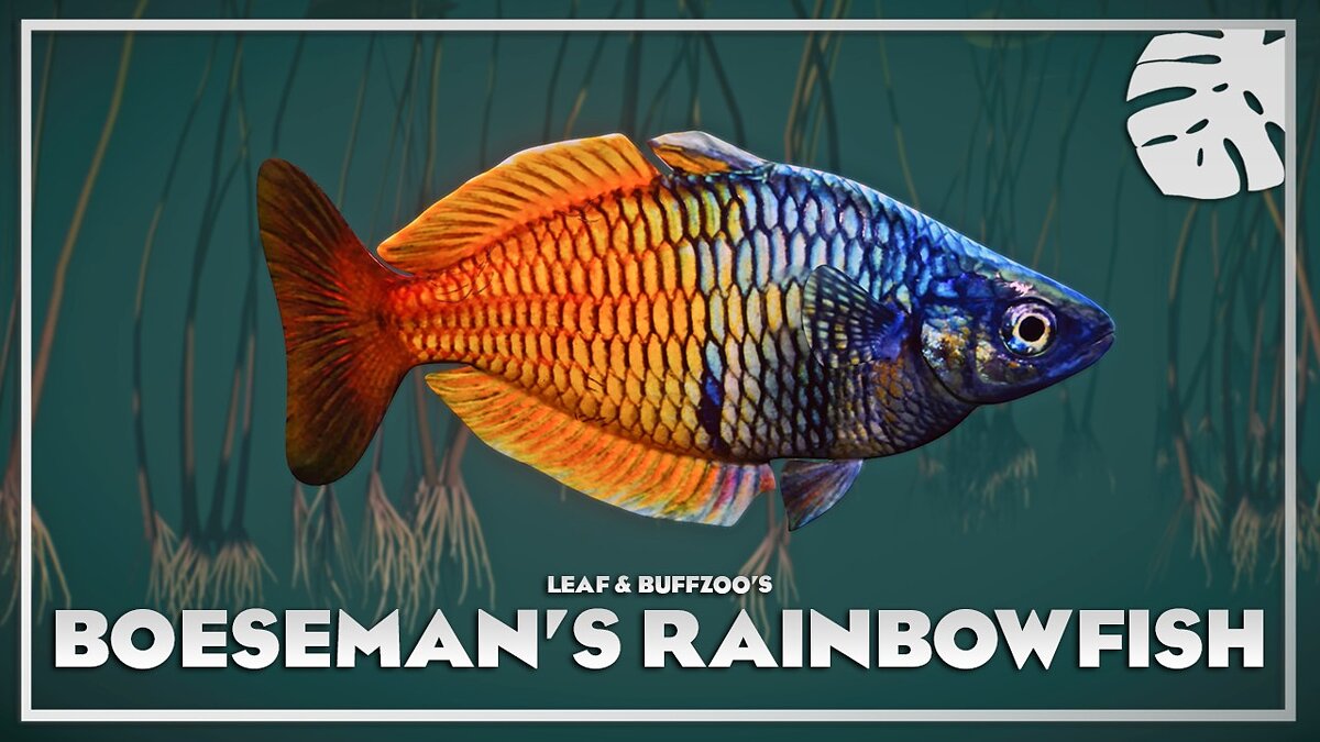 Planet Zoo — Bozeman's rainbowfish - new species