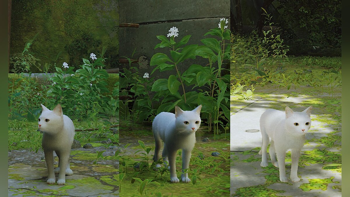 Stray — White cat