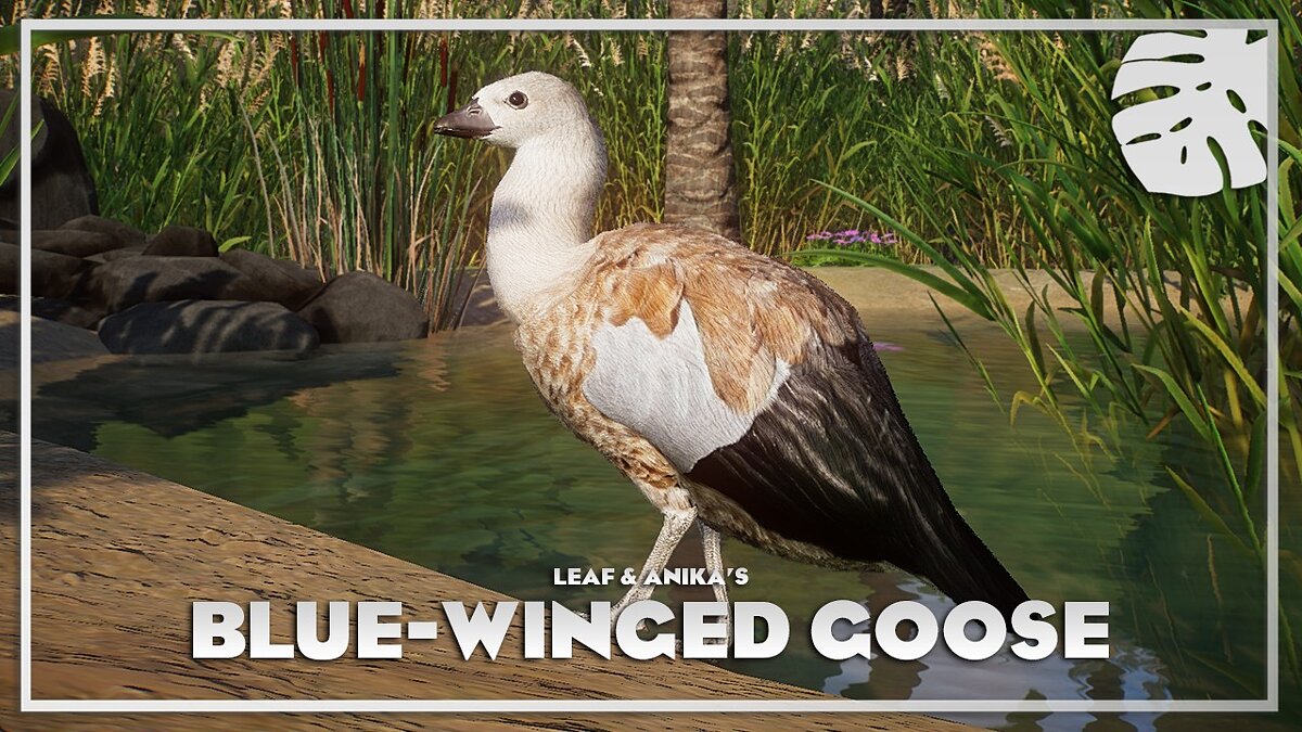 Planet Zoo — Blue-winged goose - new species