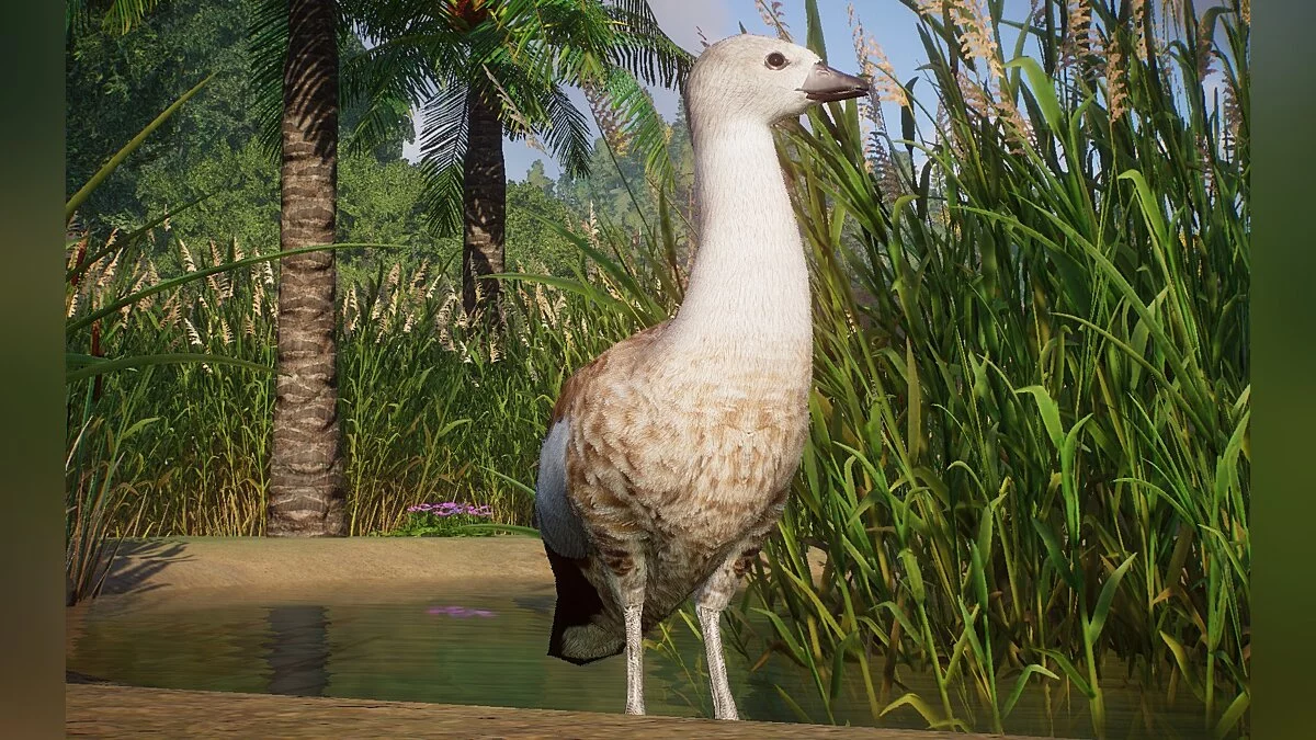 Planet Zoo — Синьокрилий гусак - нові види