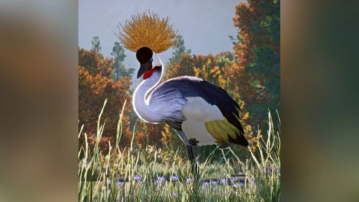 Planet Zoo — Gray crowned crane - new species