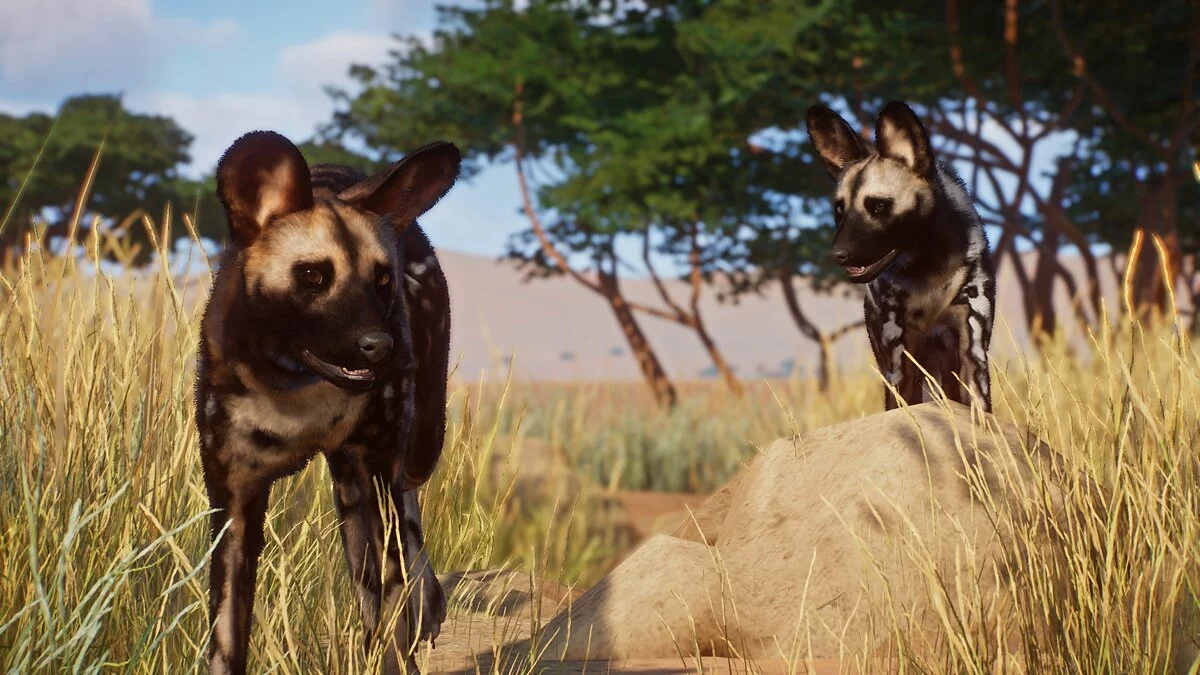 Planet Zoo — Ремастер африканської дикий собаки