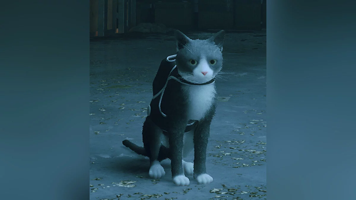 Stray — Таллула — облик игрока