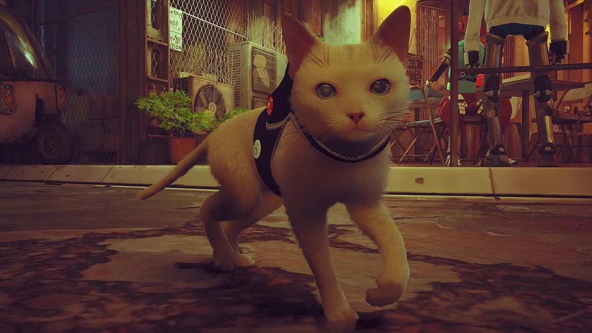 Stray — Новые породы кота