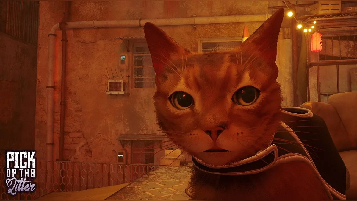 Stray — Новые породы кота