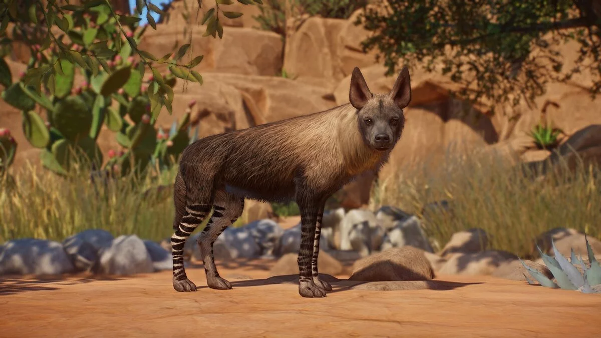 Planet Zoo — Rjava hijena - nova vrsta