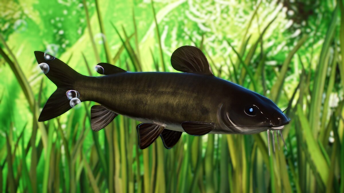 Planet Zoo — African big-eyed catfish - new species