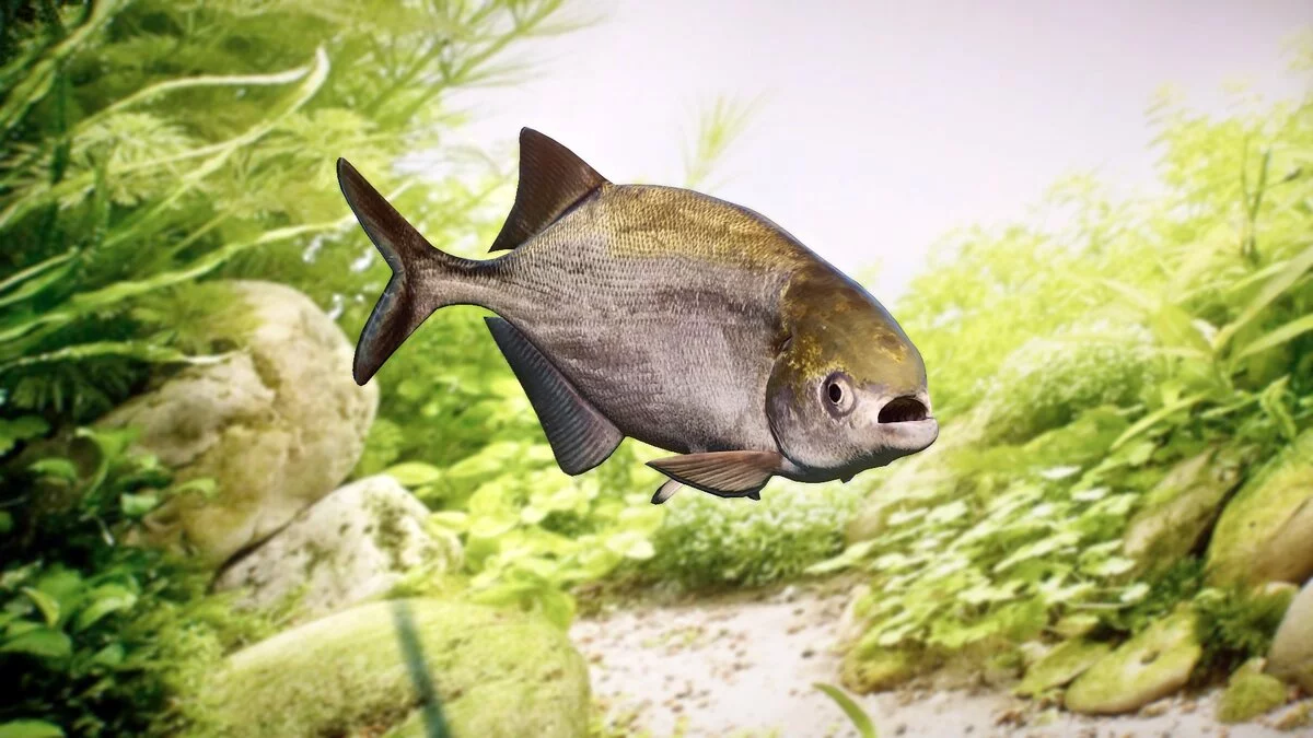 Planet Zoo — Африканская рыба-бульдог - новые виды