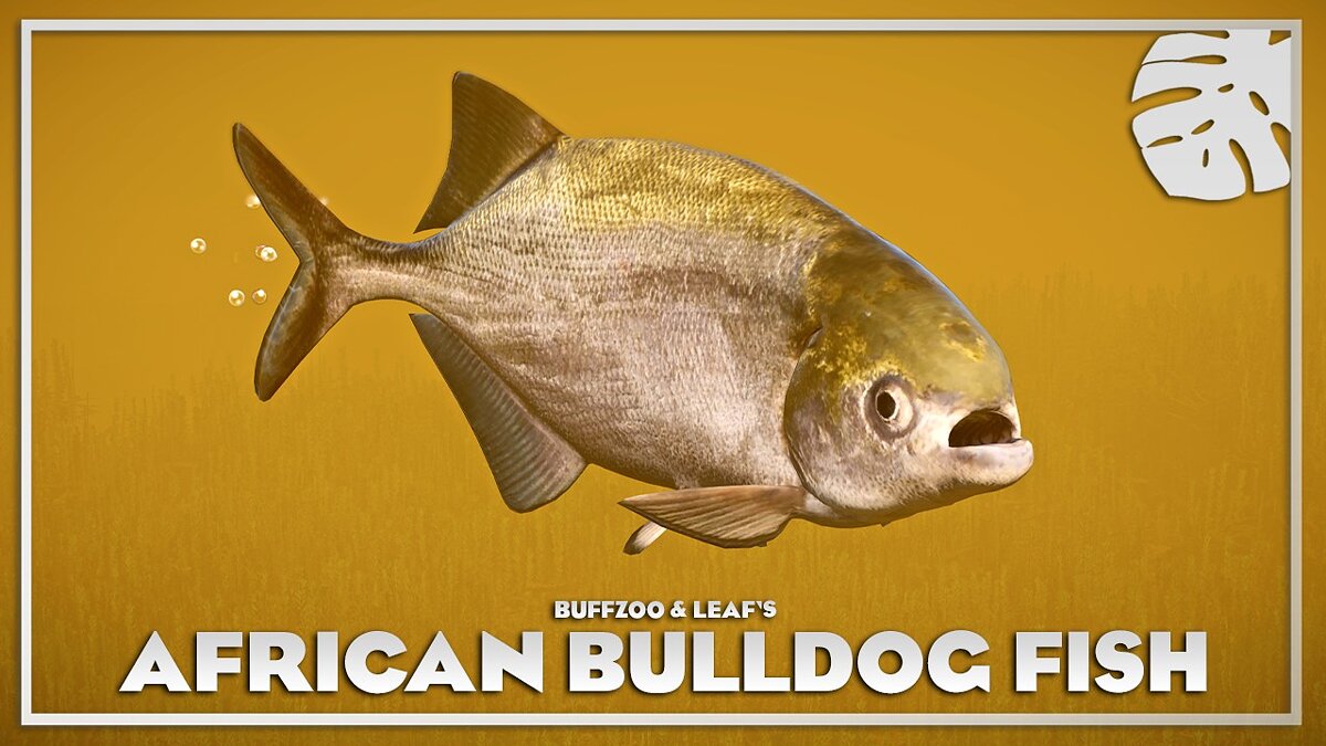 Planet Zoo — African bulldog fish - new species