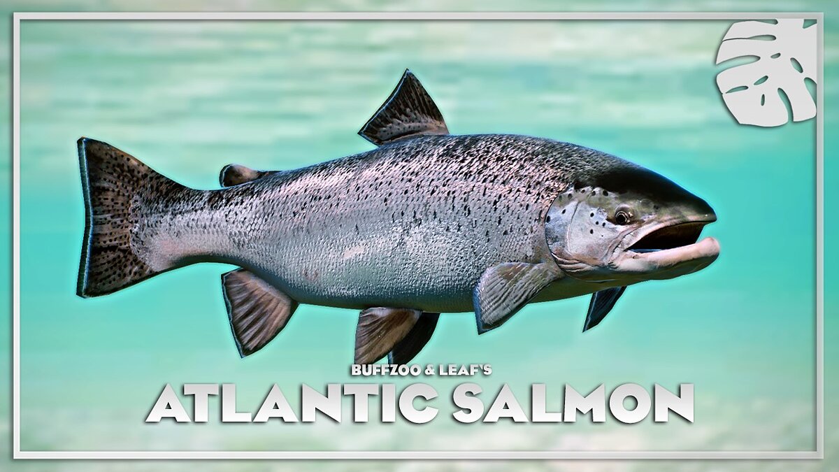 Planet Zoo — Atlantic salmon - new species