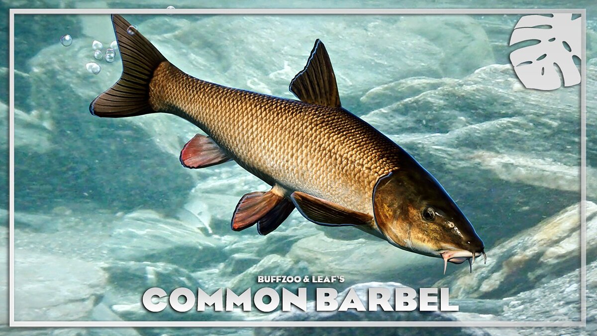 Planet Zoo — Common barbel - new species