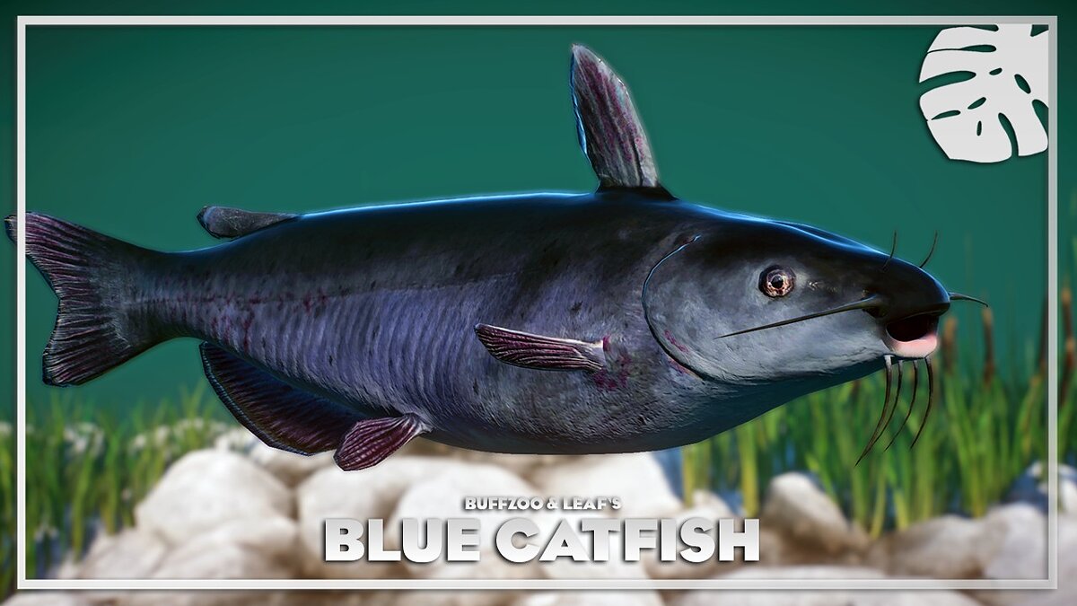 Planet Zoo — Blue catfish - new species