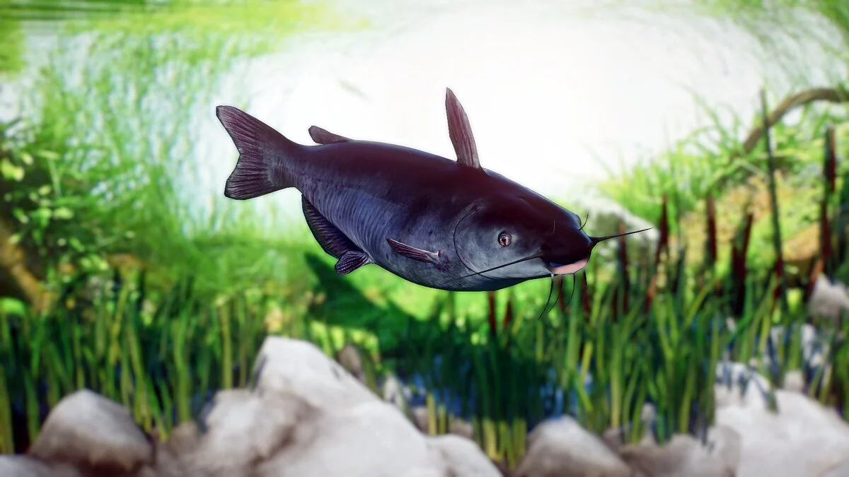 Planet Zoo — Синій сом - нові види