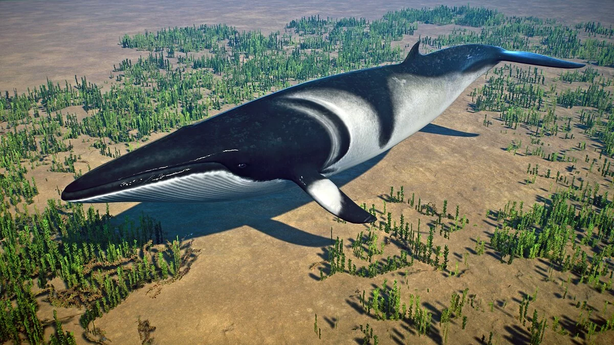 Planet Zoo — Звичайний полосатик – нові види