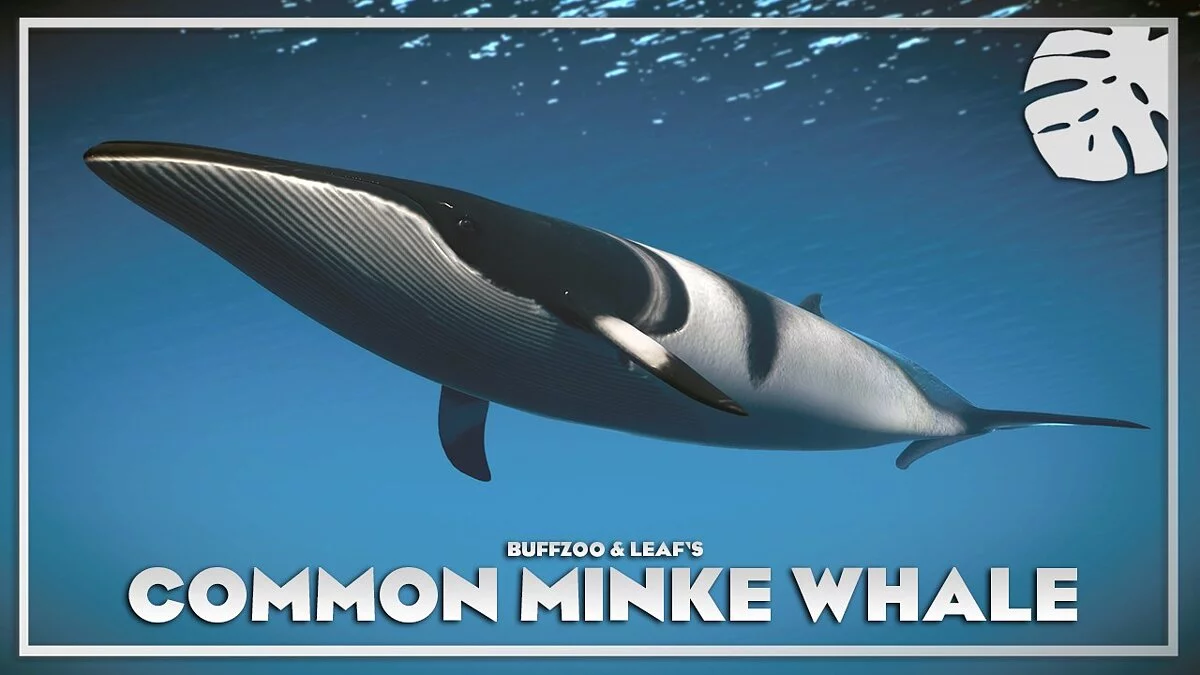 Planet Zoo — Minke whale - new species