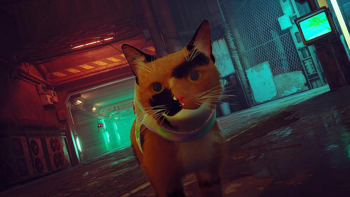 Stray — Роксі